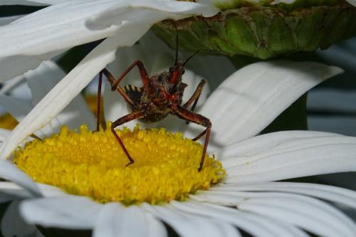 Réf. 252 892 : Rhynocoris erythropus